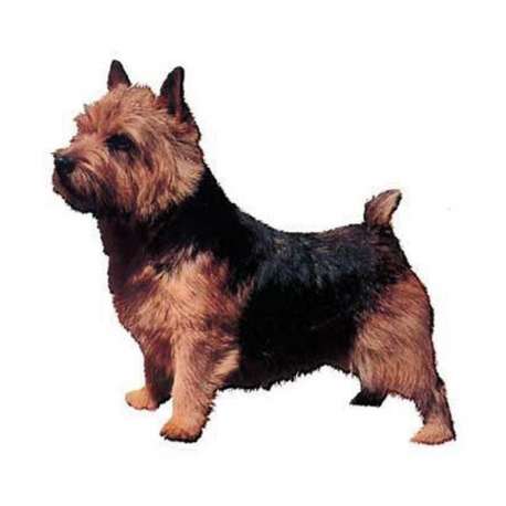 Autocollants Terrier de Norwich - 7 cm - Lot de 4 de marque :
