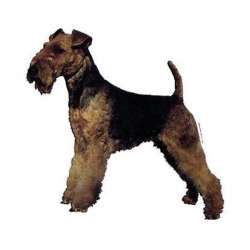 Autocollants Welsh Terrier - 7 cm - Lot de 4 de marque :