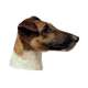 Autocollants Fox Terrier - 14 cm - Lot de 2 de marque :