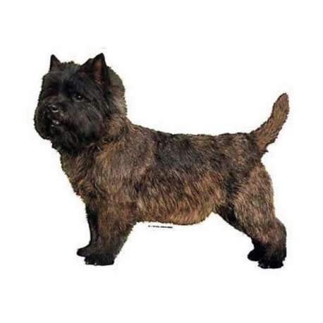 Autocollants Cairn Terrier - 14 cm - Lot de 2 de marque :
